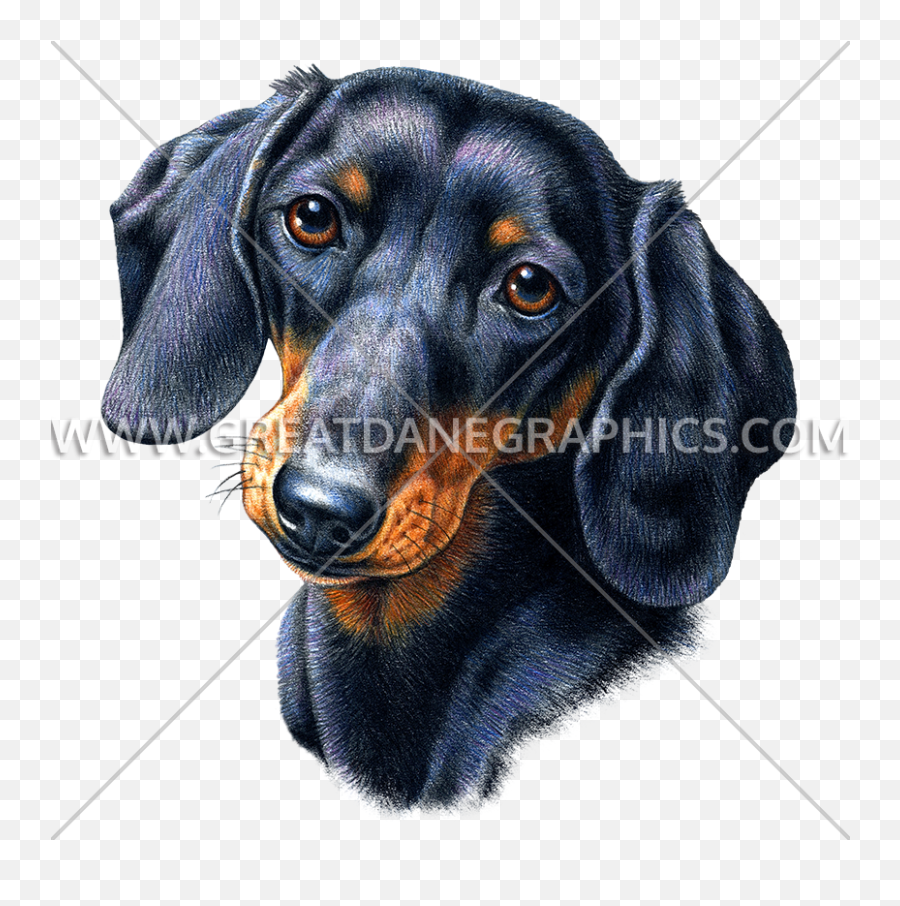 Dachshund Face - Dachshund Color Drawing Face Emoji,Dachshund Emoticon