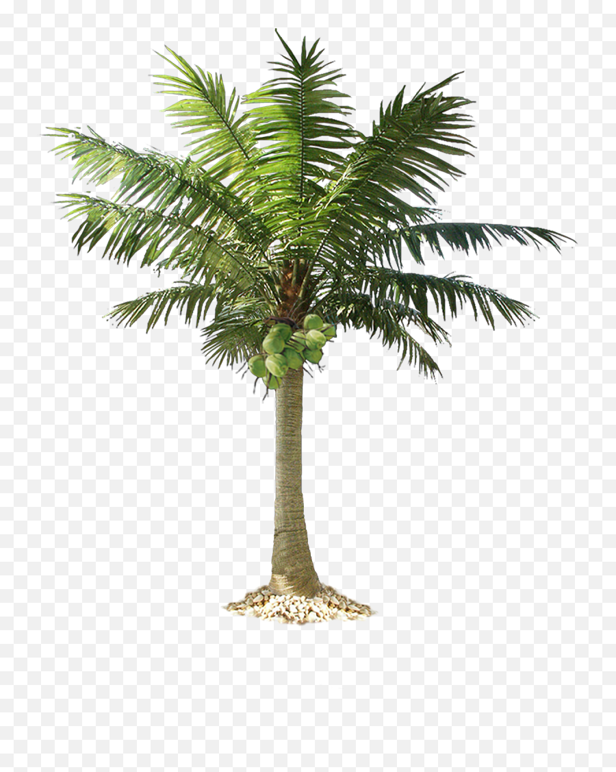 Palm Tree Png Image 2502 Emoji,Palm Tree Emoji Png