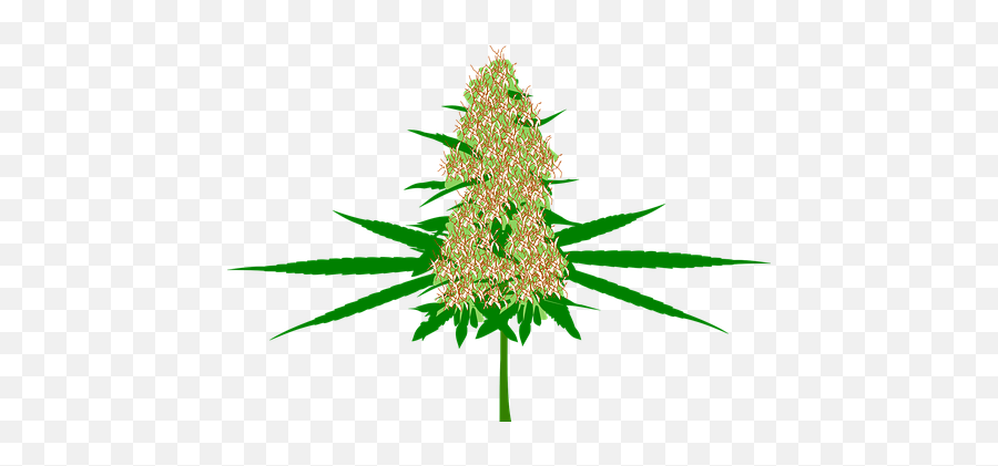 Free Marijuana Cannabis Vectors - Weed Bud Cartoon Png Emoji,Marijuana Emoji Free