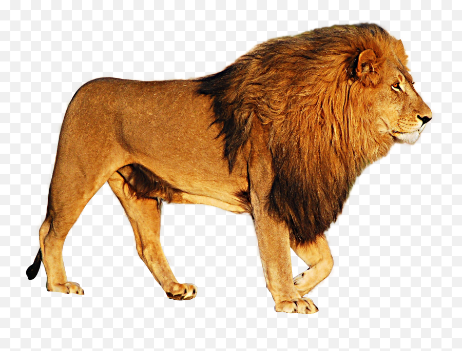 Png Images Pngs Transparent Images - Lion Transparent Png Emoji,Emotions In Zoo Animals