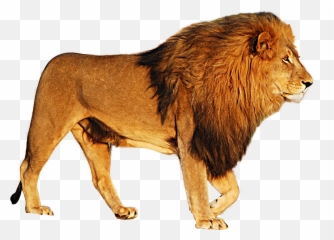 Png Images Pngs Transparent Images - Lion Transparent Png Emoji,Emotions In Zoo Animals