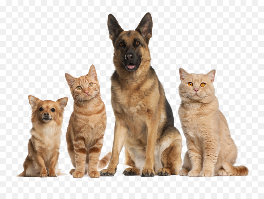 Manatee County Senior For Seniors - Healthy Dog And Cat Emoji,Cats Vs Dogs Emotion