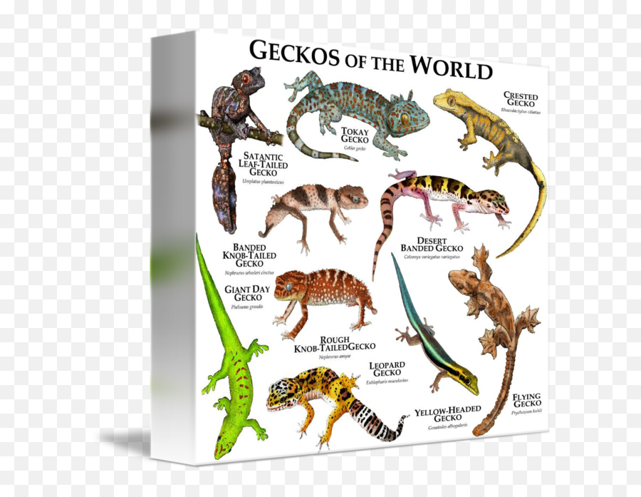 Geckos Of The World By Roger Hall - Geckos Of The World Emoji,What Does Color Say About Crested Geckos Emotion