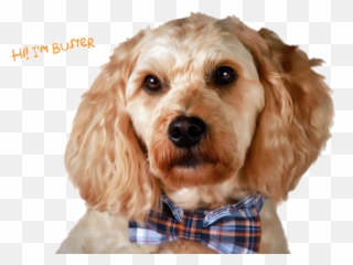 Will Your Dog Enjoy And Do Well In Daycare Emoji,Dog Relaxing In Recliner Emotions
