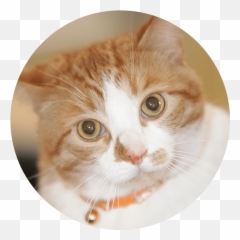 Meet The Animals U2014 Goronson Farm Emoji,Emotions For Kids Cats