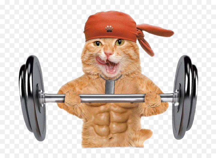 Fitnesscat Cat Gym Dumbbell Sticker - William Ricketts Sanctuary Emoji,Dumbbell Emoji Copy And Paste