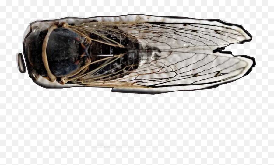 The Most Edited - Parasitism Emoji,Cicada Emoji