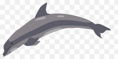 Dolphin Clipart Free Download Transparent Png Creazilla - Long Beaked Common Dolphin Clipart Emoji,3 Dolphins Emoji Meaning