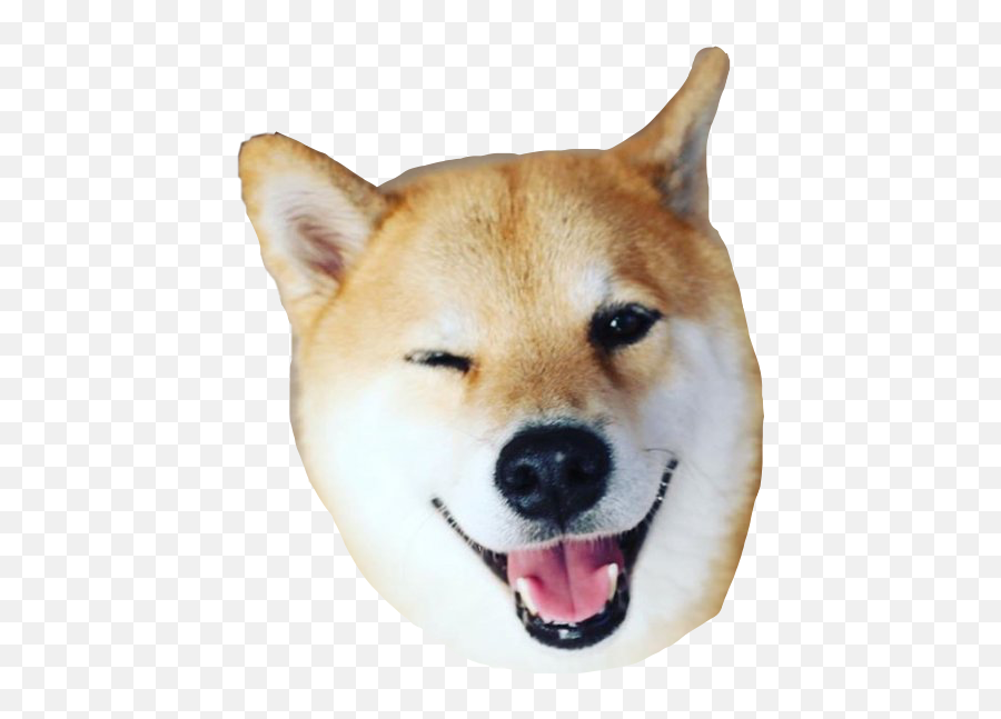 Shib Shibe Shibenation Sticker - Shiba Inu Guiño Emoji,Shibe Emoji