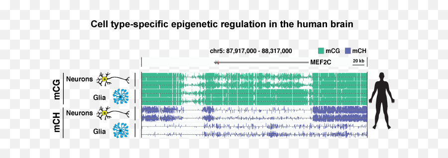 Computational Neural Dna Dynamics Lab - Vertical Emoji,Cognitive Science Emotion Wiki