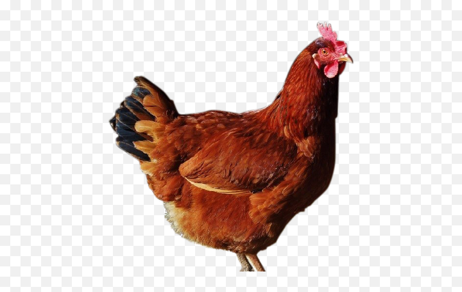 Standard Chicks - Production Red Chicken Chick Emoji,Cornish Cross Chicken Emotions