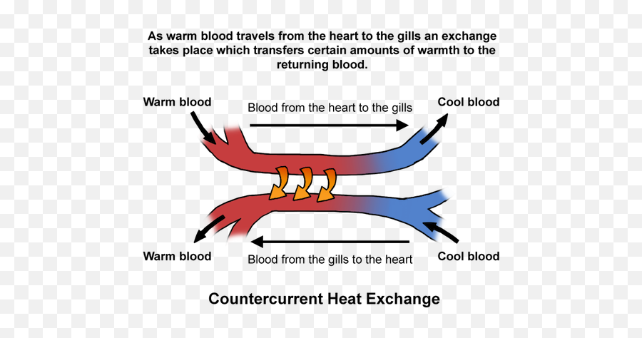 Origin Of Humans Hominin Evolution - Countercurrent Exchange Biology Emoji,Thermal Body Emotions