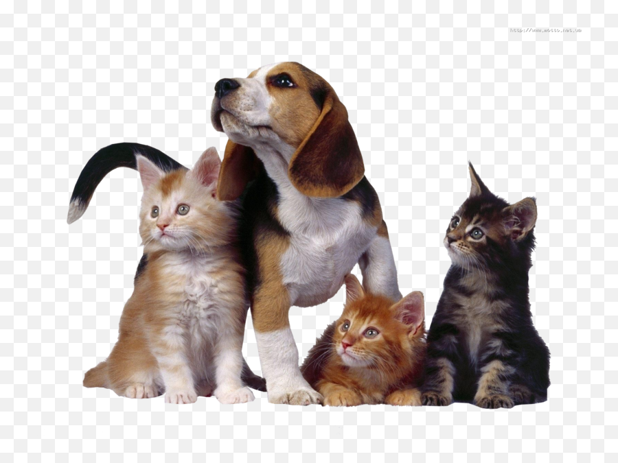 Cats And Dog Psd Psd Free Download Templates U0026 Mockups - Dog And Three Cats Emoji,Cute Emoticons Dog
