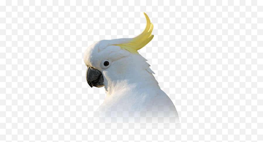 Pet Birds - White Parrot Bird Emoji,Bird Emotions