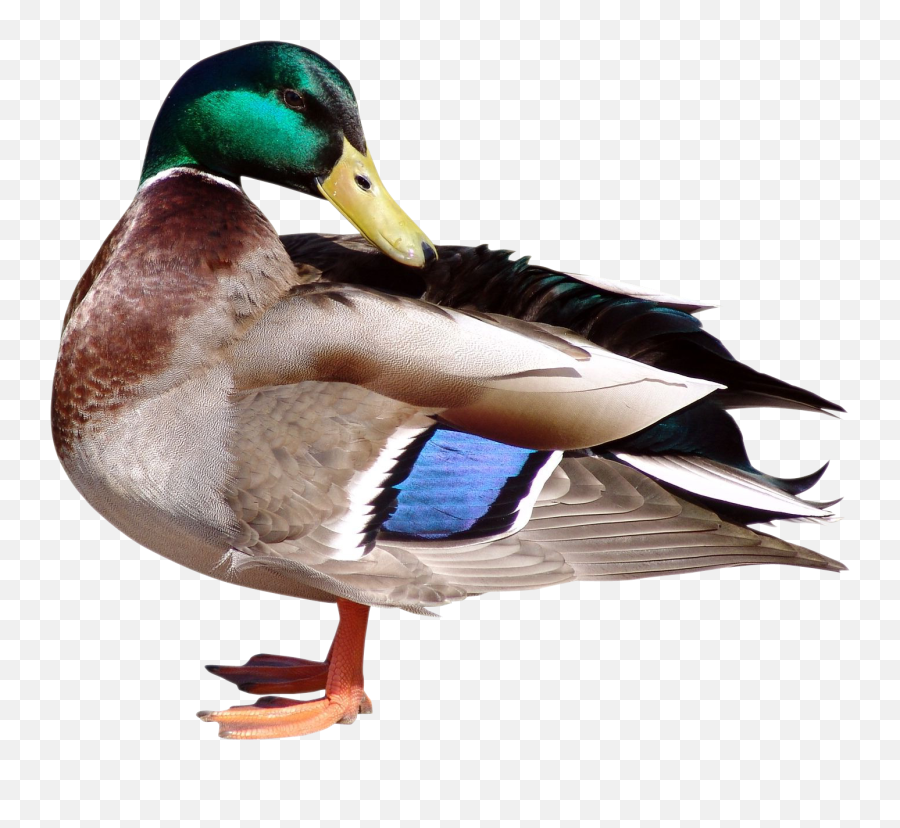 Duck Transparent Background Png - Tropicalbirds Clipart Emoji,Duck Emoji No Background
