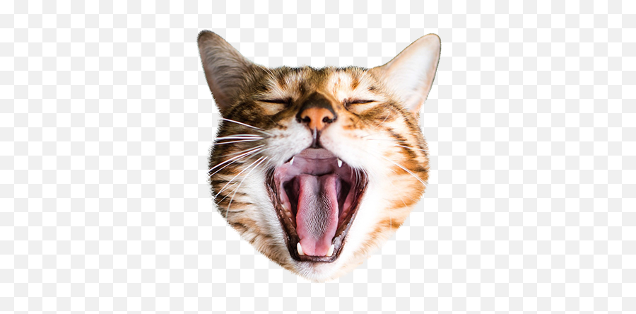 Cat Stamp Cute Stickers Of Cats By Copter Labs - Cat Yawns Emoji,Fang Emoji Face