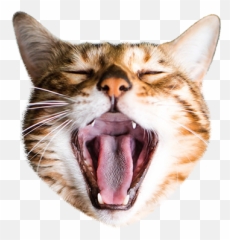Cat Stamp Cute Stickers Of Cats By Copter Labs - Cat Yawns Emoji,Fang Emoji Face