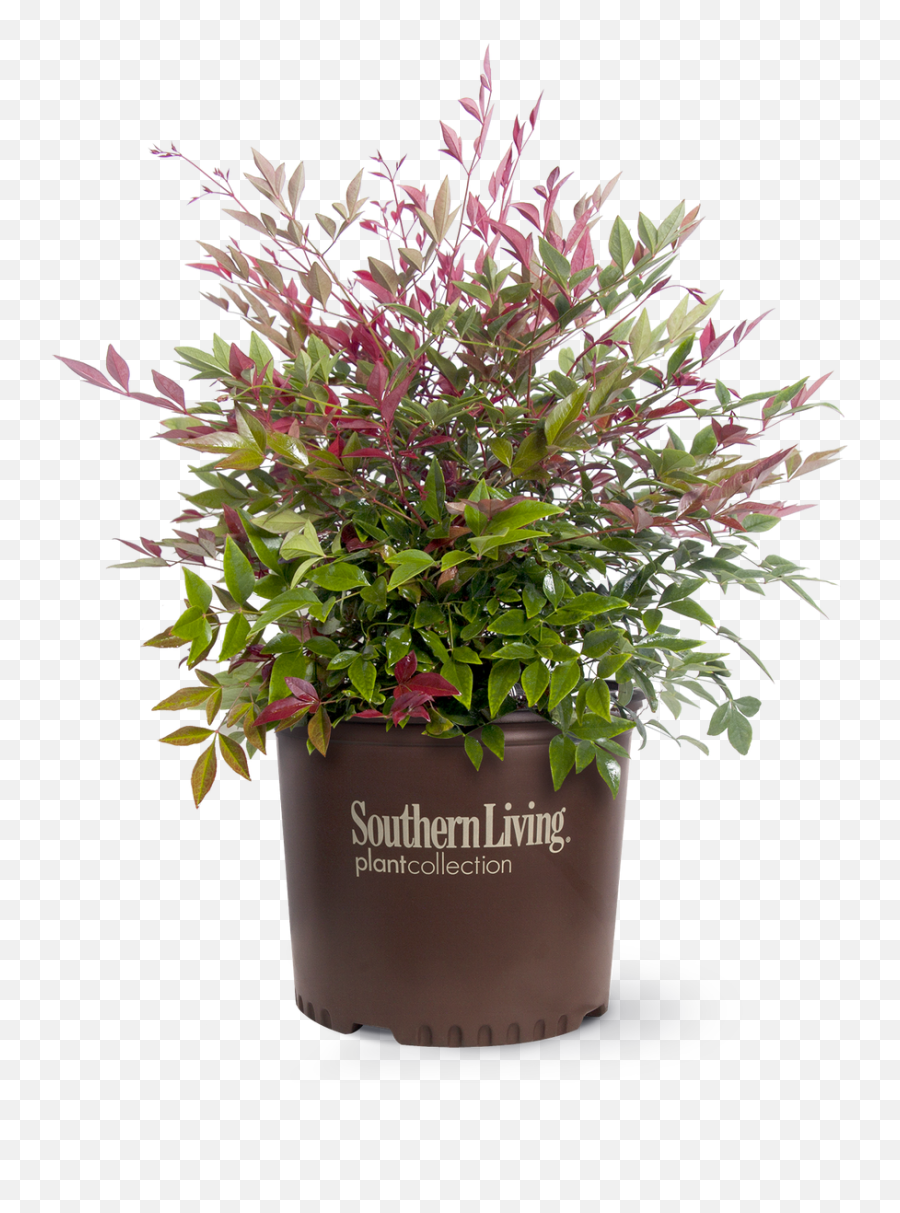 Flirt Nandina - Flirt Nandina Emoji,Abelia 'sweet Emotion'