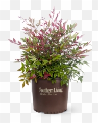 Flirt Nandina - Flirt Nandina Emoji,Abelia 'sweet Emotion'