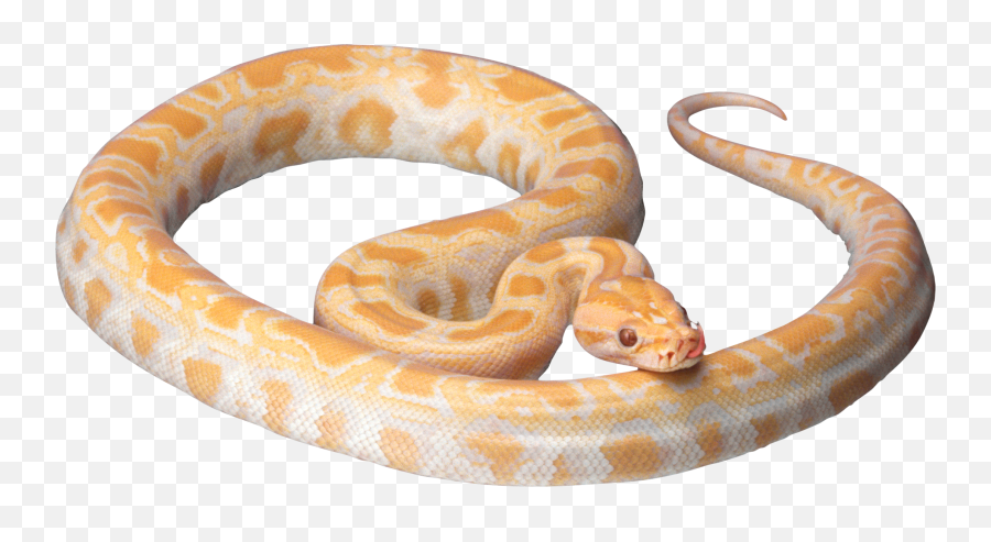 Snake Python Cute Banana Yellow Sticker By Loli - Snake Png White Background Emoji,Emoji Python