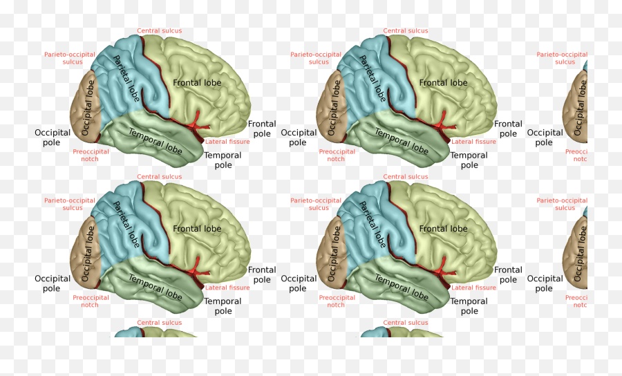 Human Brain Introduction To Human Brain Functional Areas - For Adult Emoji,Frontal Lobe Emotion