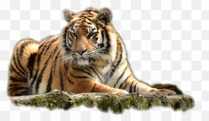 Bengal Tiger Png Image Png Svg Clip - Transparent Big Cat Emoji,Cheetah Tiger Alligator Emoji