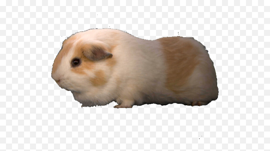Trending - Hamster Emoji,Guinea Pig Emoticon