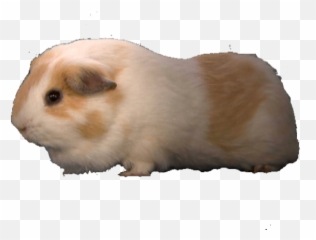 Trending - Hamster Emoji,Guinea Pig Emoticon