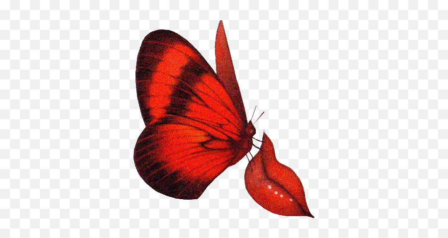 Pin De Ginees Velberi En Besos Con Amor - Colorful Butterfly Gif Emoji,Gight Emoticon