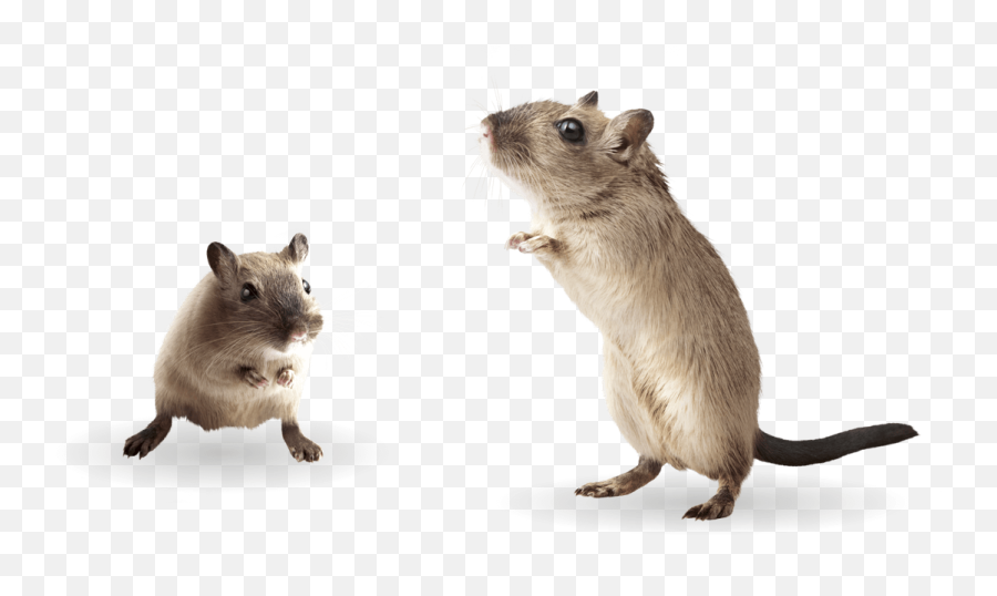 Gerbil Care - Brown Rat Emoji,Gerbil Tail Emotions