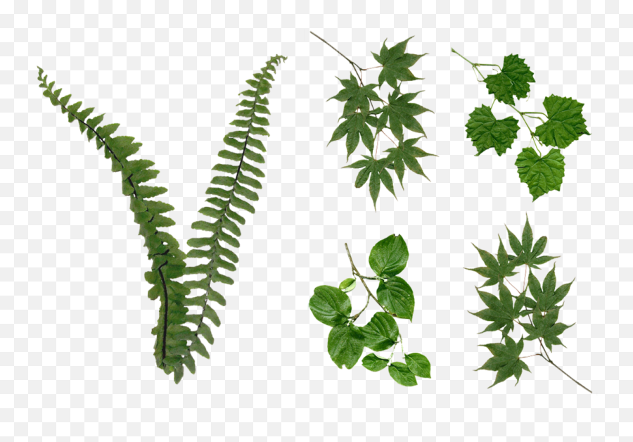 Fern Leaves Png U0026 Free Fern Leavespng Transparent Images - Portable Network Graphics Emoji,Emojis Relating To Fern