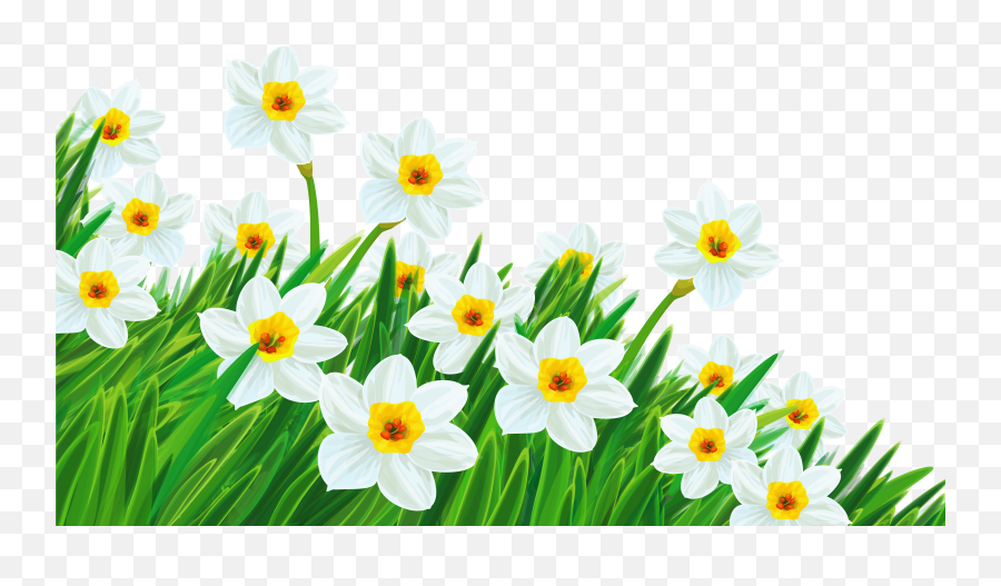 Daffodil Clip Art - Clipartsco Spring Clip Art Transparent Background Emoji,Emoticon Daffodil