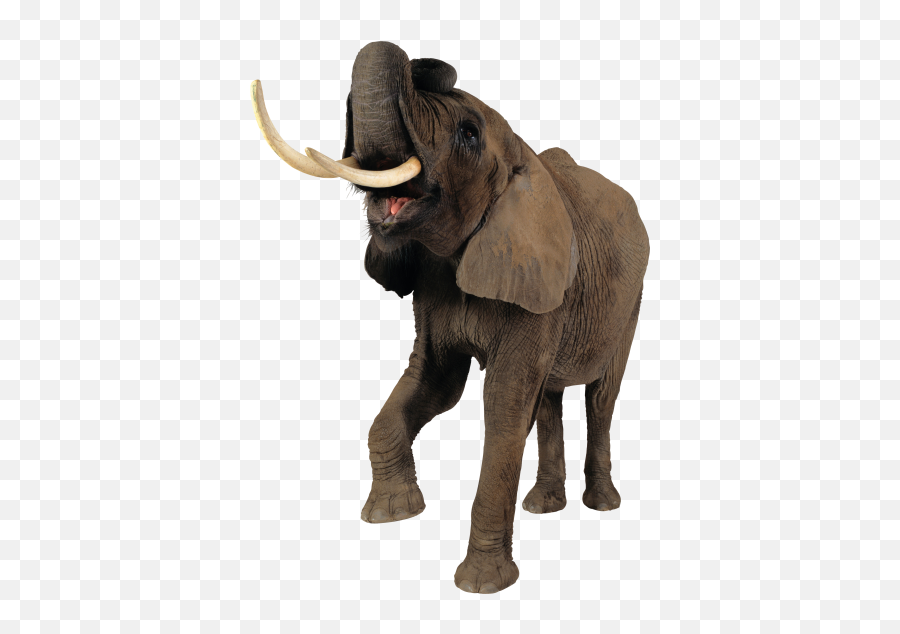Download Elephant Free Png Transparent Image And Clipart - Angry Elephant Png Emoji,Elephants Emoji