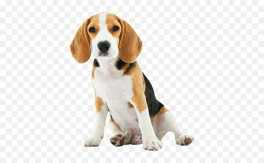 Bringing Your Cat Or Dog To Costa Rica - Beagle Puppy Beagle Coloring Pages Emoji,Beagle Puppy Emotions