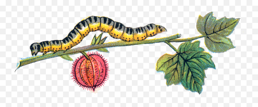 Download - Caterpillar Transparent Cartoon Jingfm Caterpillar On Leaf Png Emoji,Caterpillar Emoji