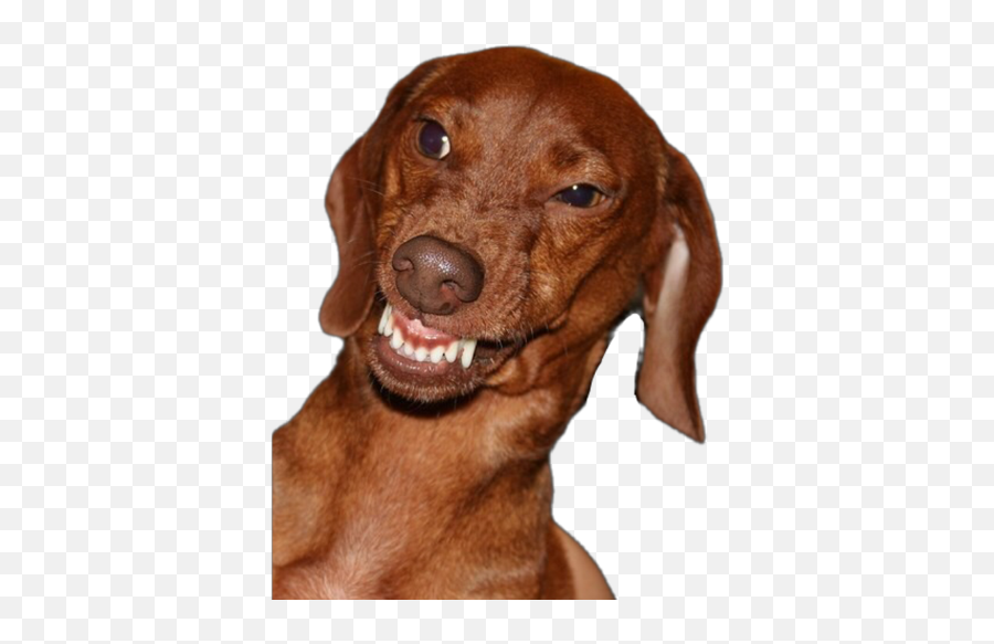Cachorro Meme - Angry Vizsla Emoji,Emoticons De Cachorro