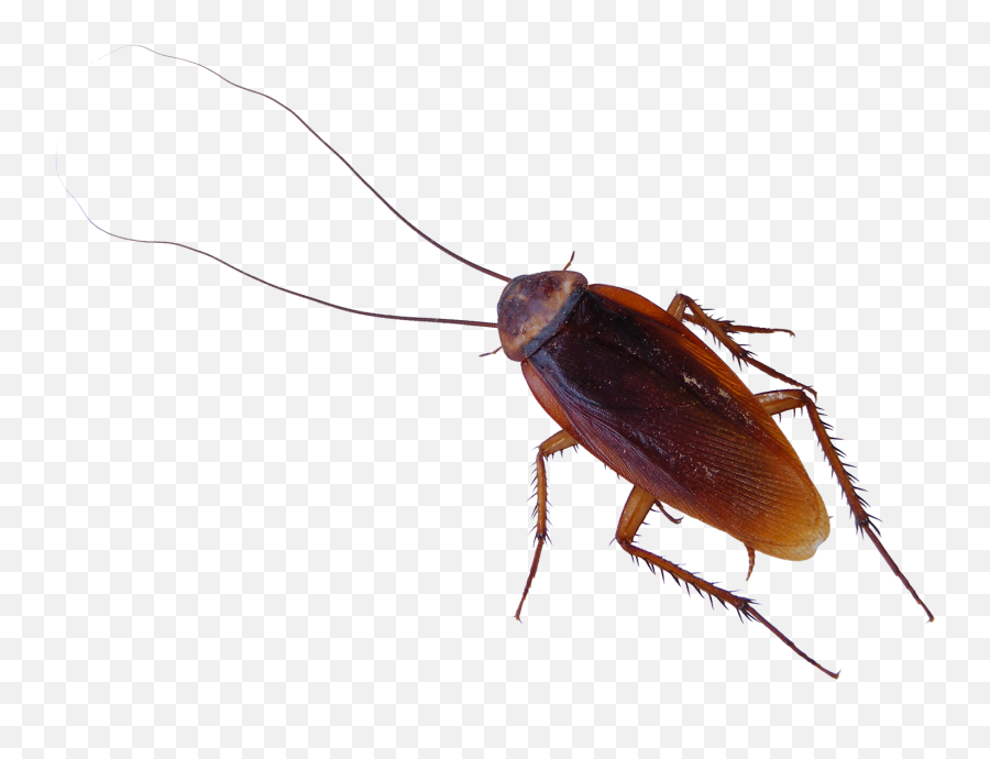 Roach Png - Cockroach Crawling On Screen Emoji,Cockroach Emoji