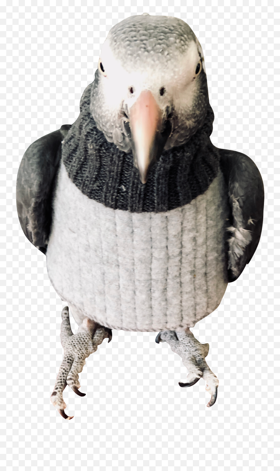 Bird Vest With Kevlar Insert - Soft Emoji,Bird Emotions