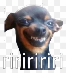 84 Ideias De Memes Com Animais Em 2021 Memes Animais - Figurinhas De Cachorro Para Whatsapp Emoji,Snap Emoticon Mechendo