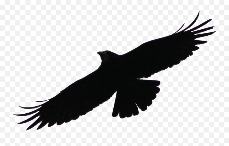 Clip Art Icon Style Illustration Of An - Transparent Background Crow Icon Emoji,Raven Bird Emoji