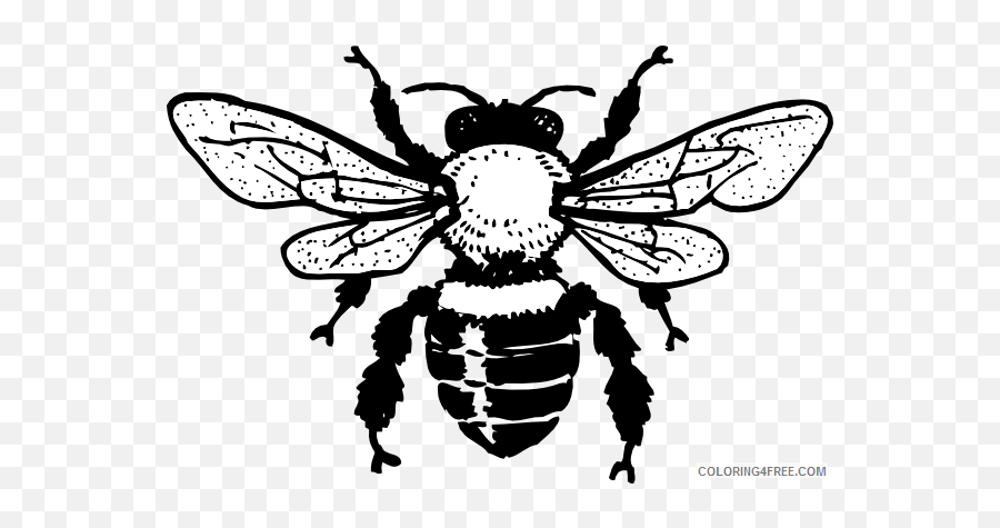 Honey Bee Coloring Pages Queen Honey Bee Hi Png Printable - Black And White Honey Bee Clipart Emoji,Movie And Queen Emoji