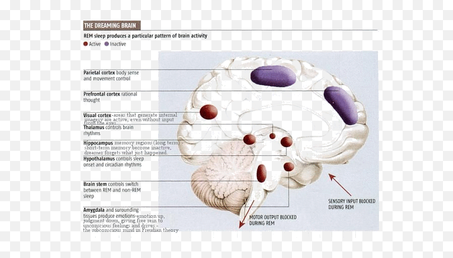 The Power Of Dreams - Sleep Process In Brain Emoji,Emotion Brain