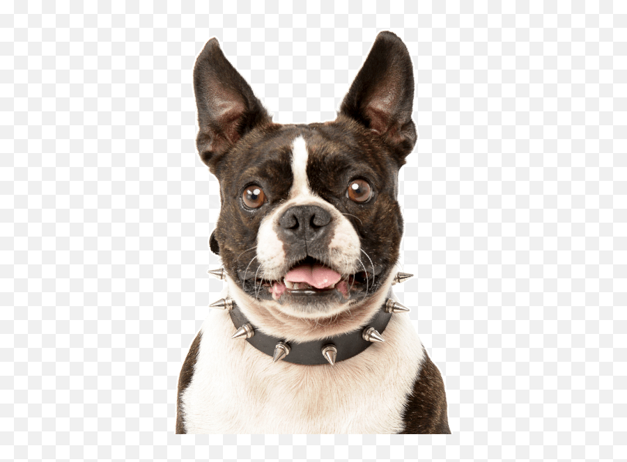 French Bulldog Puppies For Sale - Martingale Emoji,My Scottish Terrier Doesn't Show Emotions