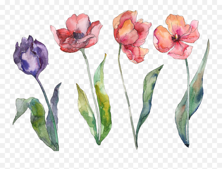 Flores Acuarela Sticker - Watercolor Tulip Emoji,Acuarela Emojis