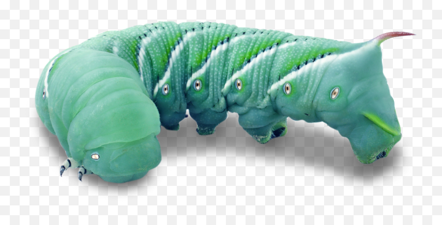 Homing In On Hornworms How To Care For The Big Green Worm - Green Horn Worms Emoji,What Does Color Say About Crested Geckos Emotion