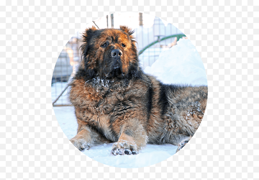 Titans - Chow Chow Emoji,Caucasian Mountain Shepherd Puppy Emoticon