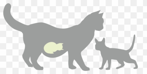 Pregnant Cat Here Are The Most Important Factors To - Cat Giving Birth Emoji,Cat Ass Emoticon