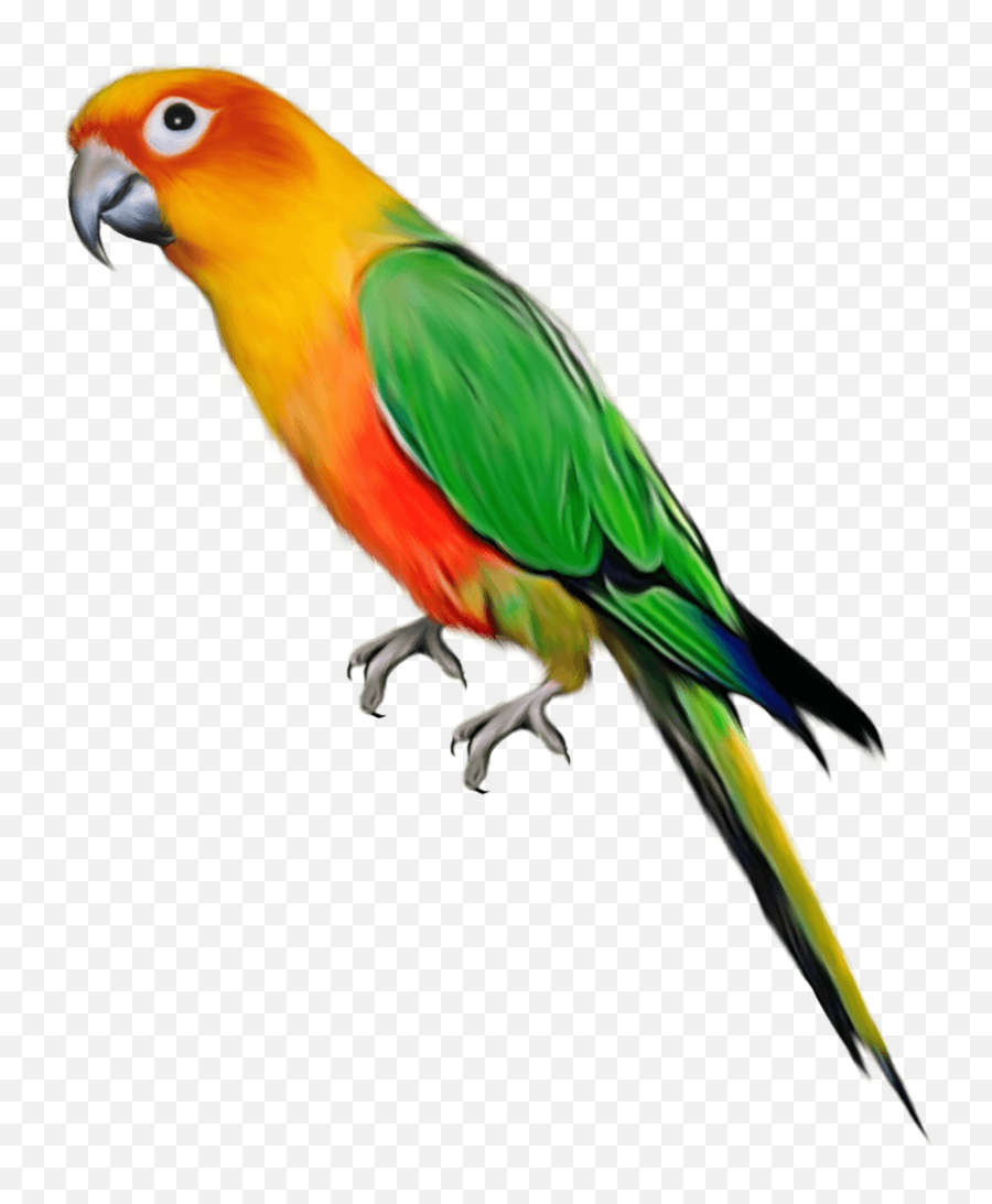 Parrot Clipart Emoji Parrot Emoji - Transparent Background Parrot Clipart,Parrot Emoji