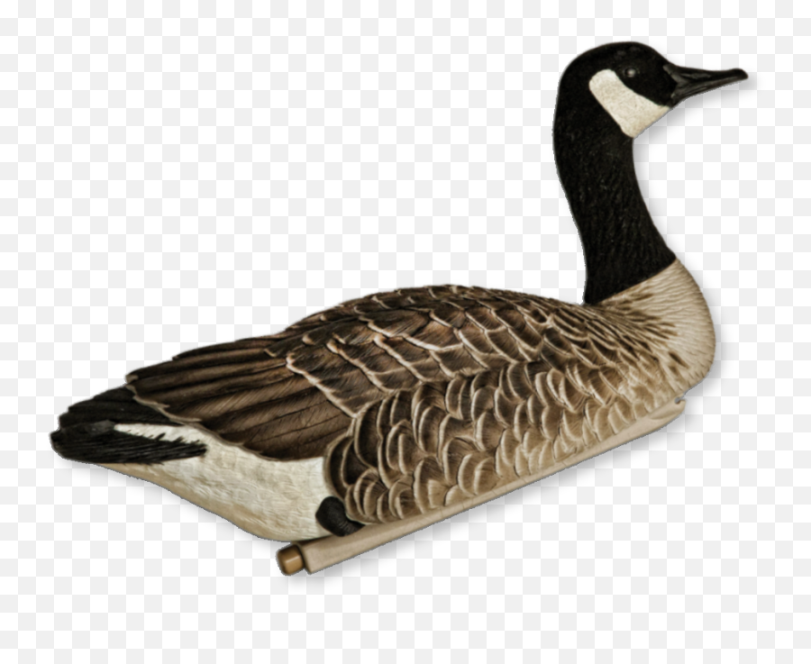 Avian - Canada Goose Emoji,Canadian Goose Emoticon