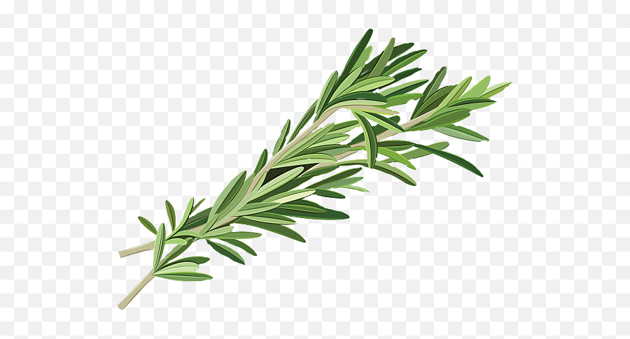 Sticker Rosemary Sticker By Annene Burgos - Use Rosemary In Cooking Emoji,Herb Emoji